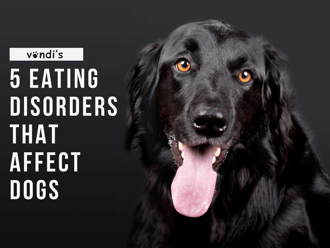 5 Common Eating Disorders That Affect Dogs Vondi s